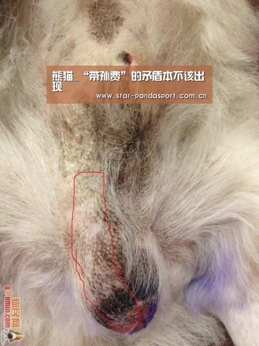 熊猫_“带孙费”的矛盾本不该出现
