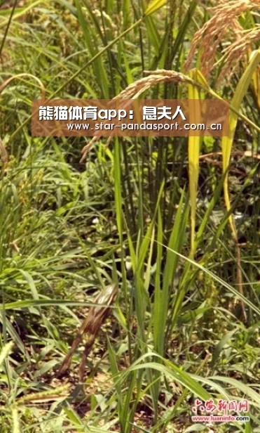 熊猫体育app：息夫人